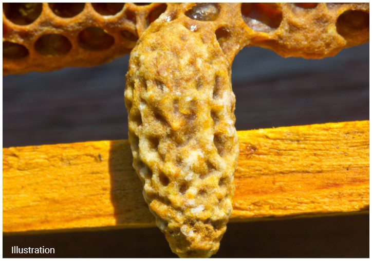 (1) Queen cell (nest where the queen bee is reared)