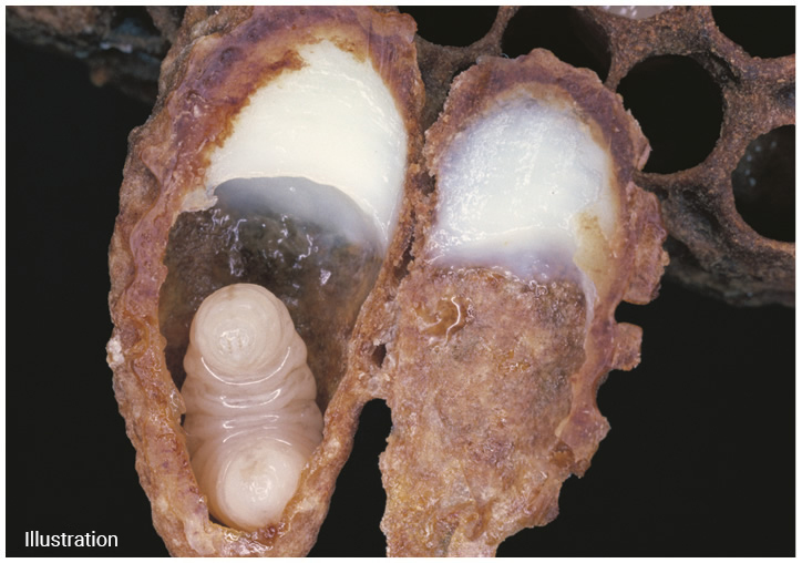 (2) A larva in the queen cell