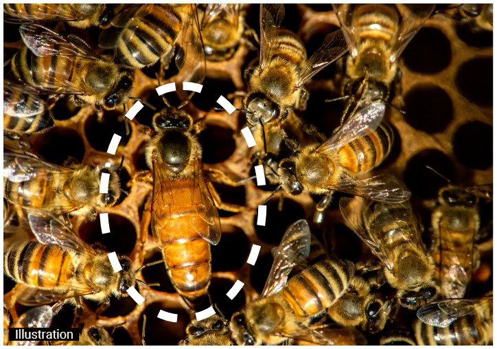 (5) Queen bee (Adult)