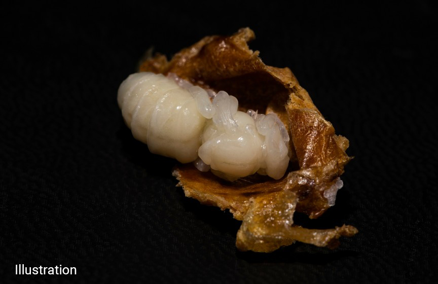 Queen bee pupa