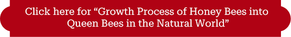 「自然界のミツバチが女王蜂になるまでの成長過程」はコチラ