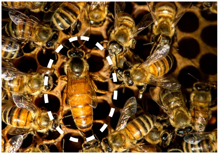 ⑤女王蜂（成虫）