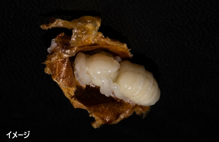 女王蜂のサナギ