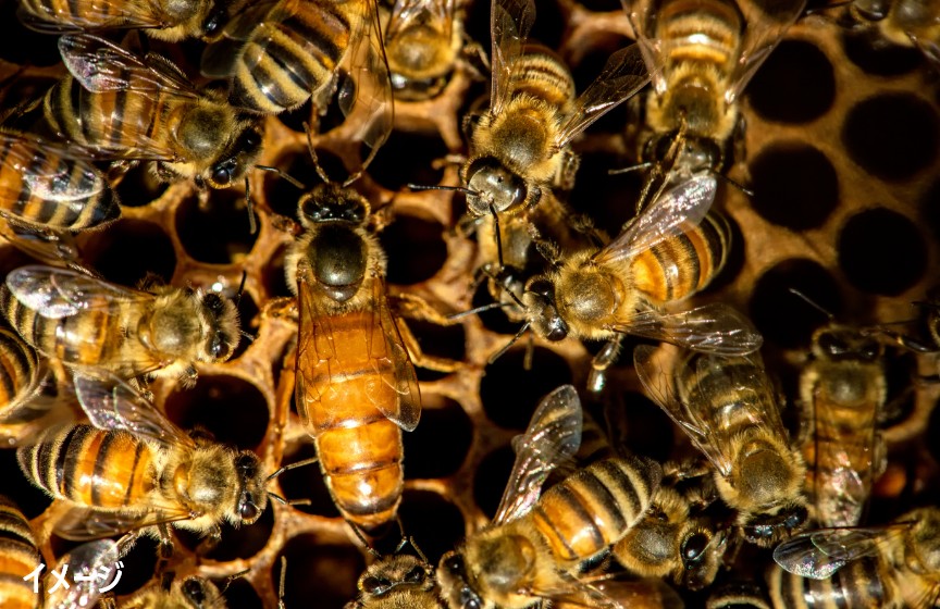 女王蜂の幼虫