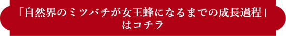 「自然界のミツバチが女王蜂になるまでの成長過程」はコチラ