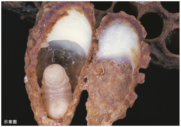 ②蜂王台里的幼虫