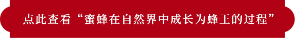 「自然界のミツバチが女王蜂になるまでの成長過程」はコチラ