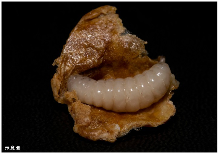 ③成長後的幼蟲