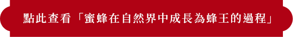 「自然界のミツバチが女王蜂になるまでの成長過程」はコチラ